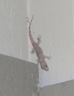 Small lizard above my front door